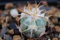 Echinocactus horizonthalonius PD 106